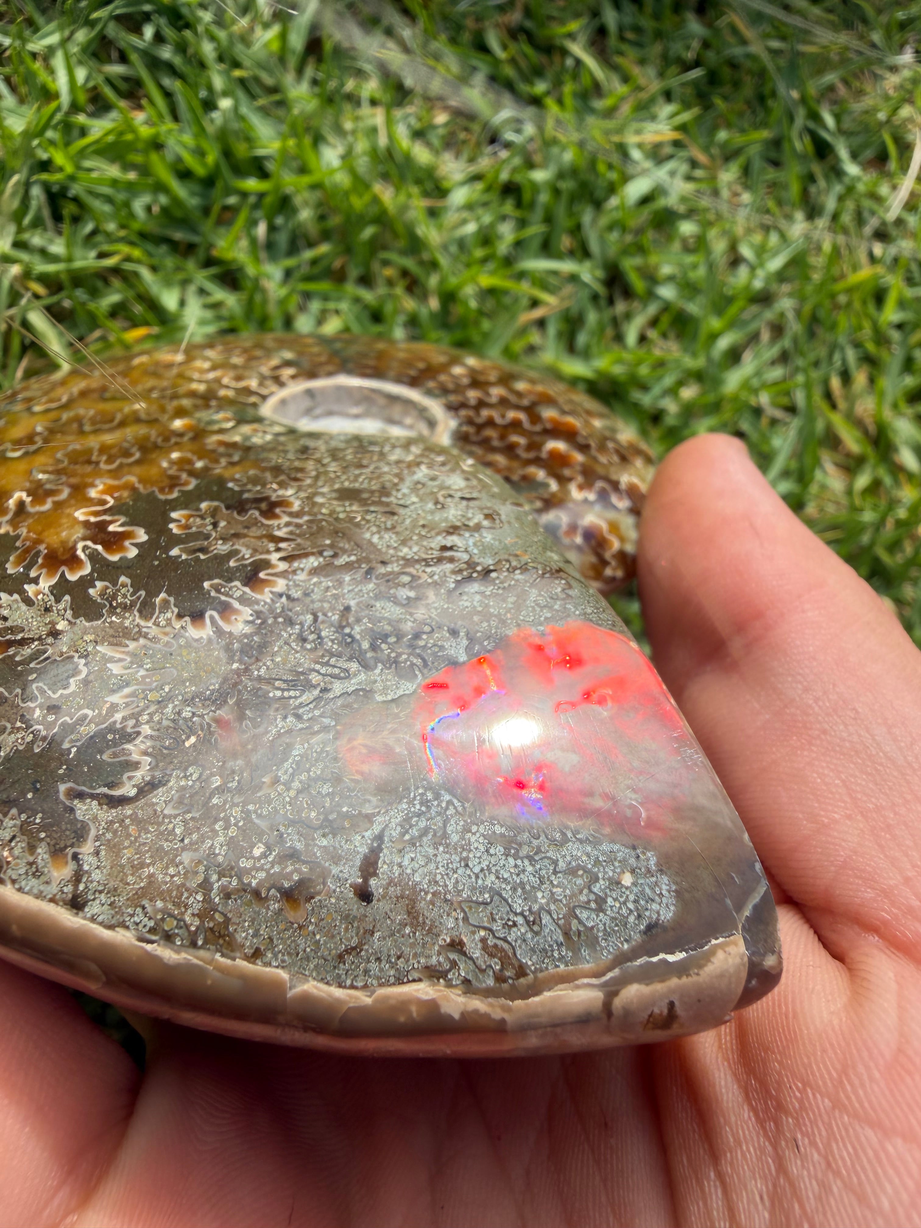 Rainbow Ammonite Opalized Fossil from Madagascar