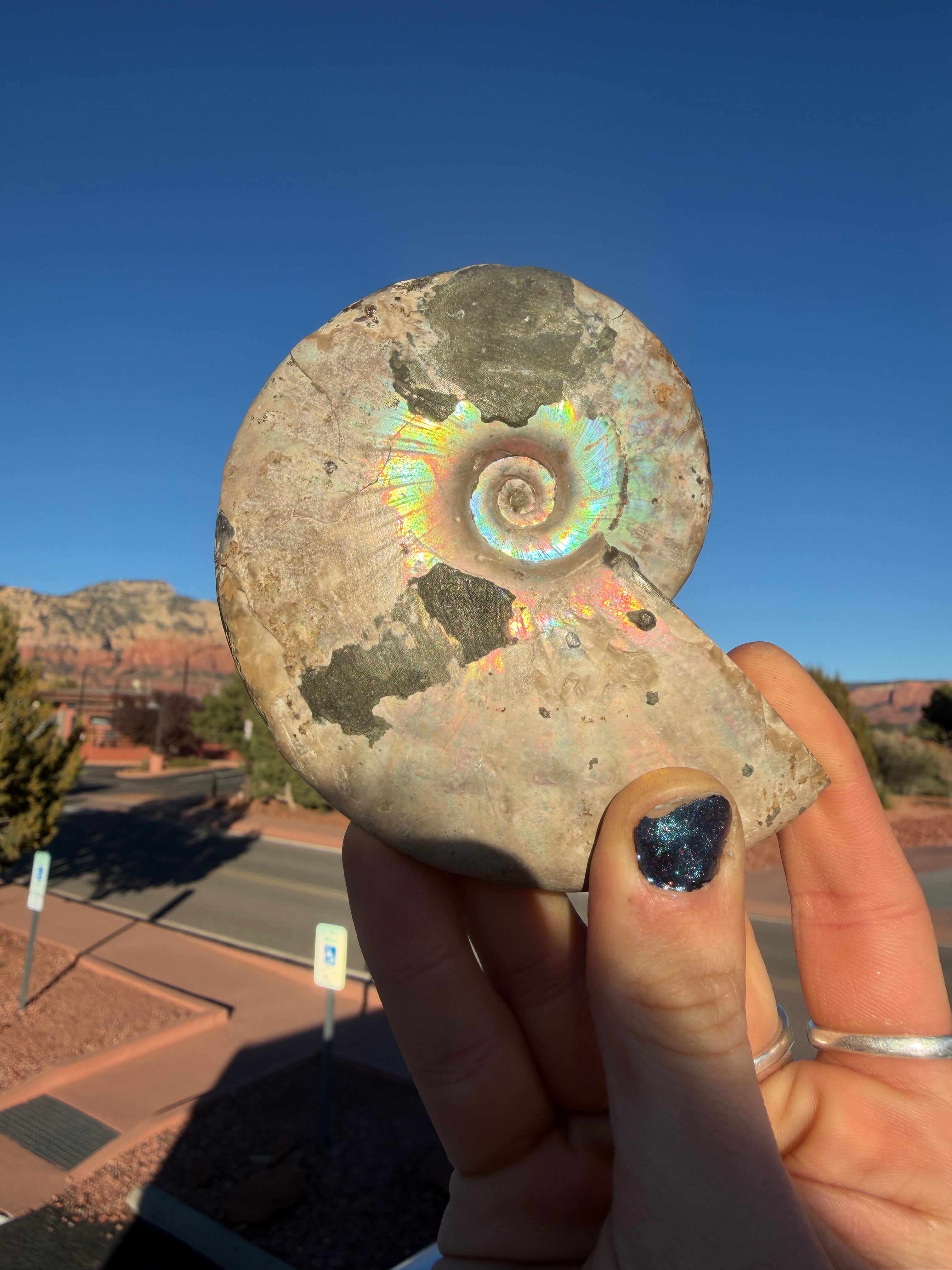 Opalized Ammonite with Pyrite from Madagascar