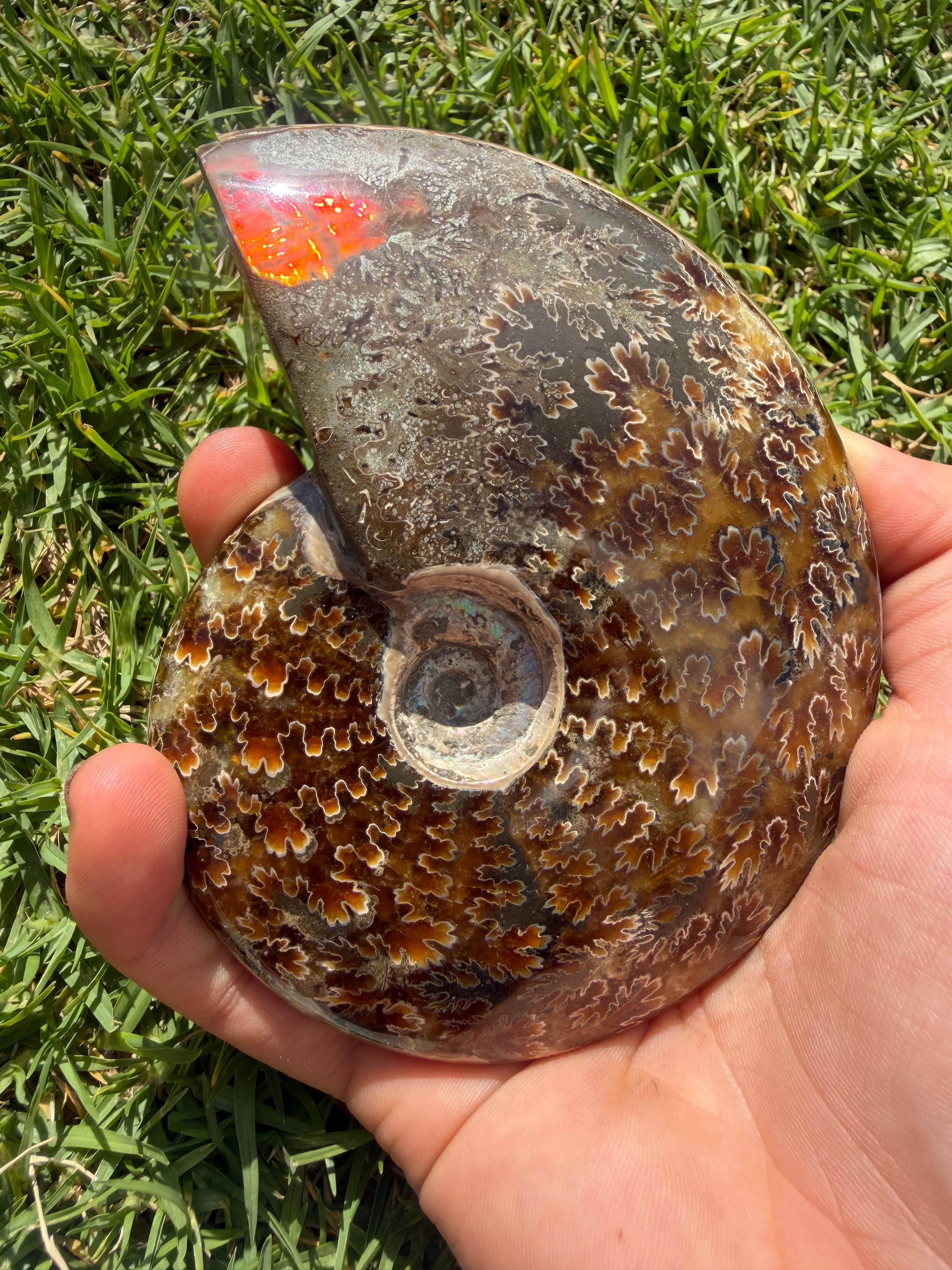 Rainbow Ammonite Opalized Fossil from Madagascar