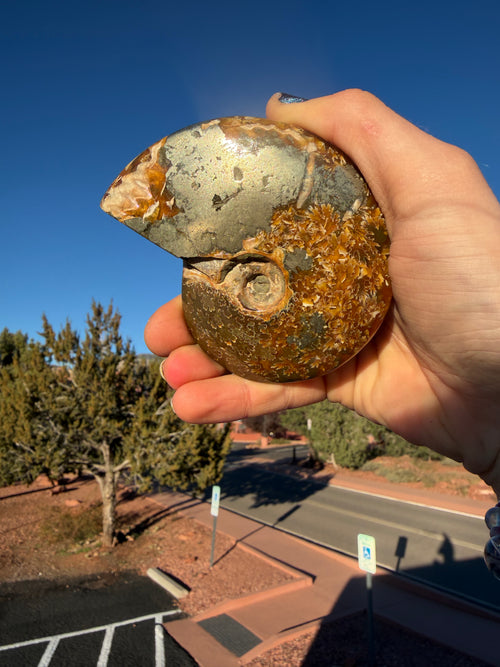Ammonite with Pyrite from Madagascar