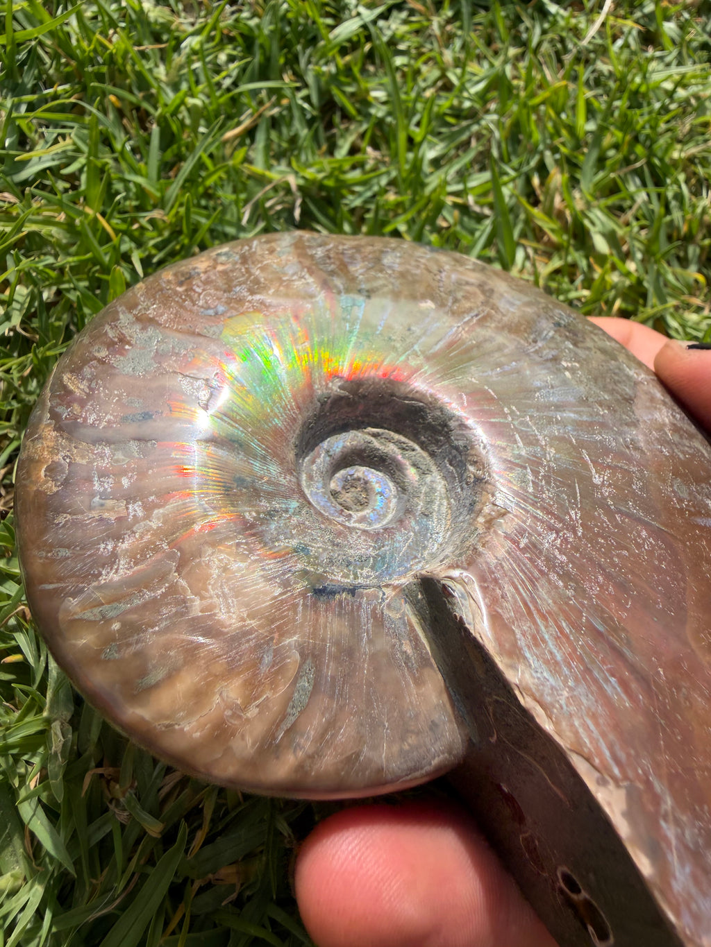 Rainbow Ammonite Opalized Fossil from Madagascar