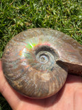 Rainbow Ammonite Opalized Fossil from Madagascar