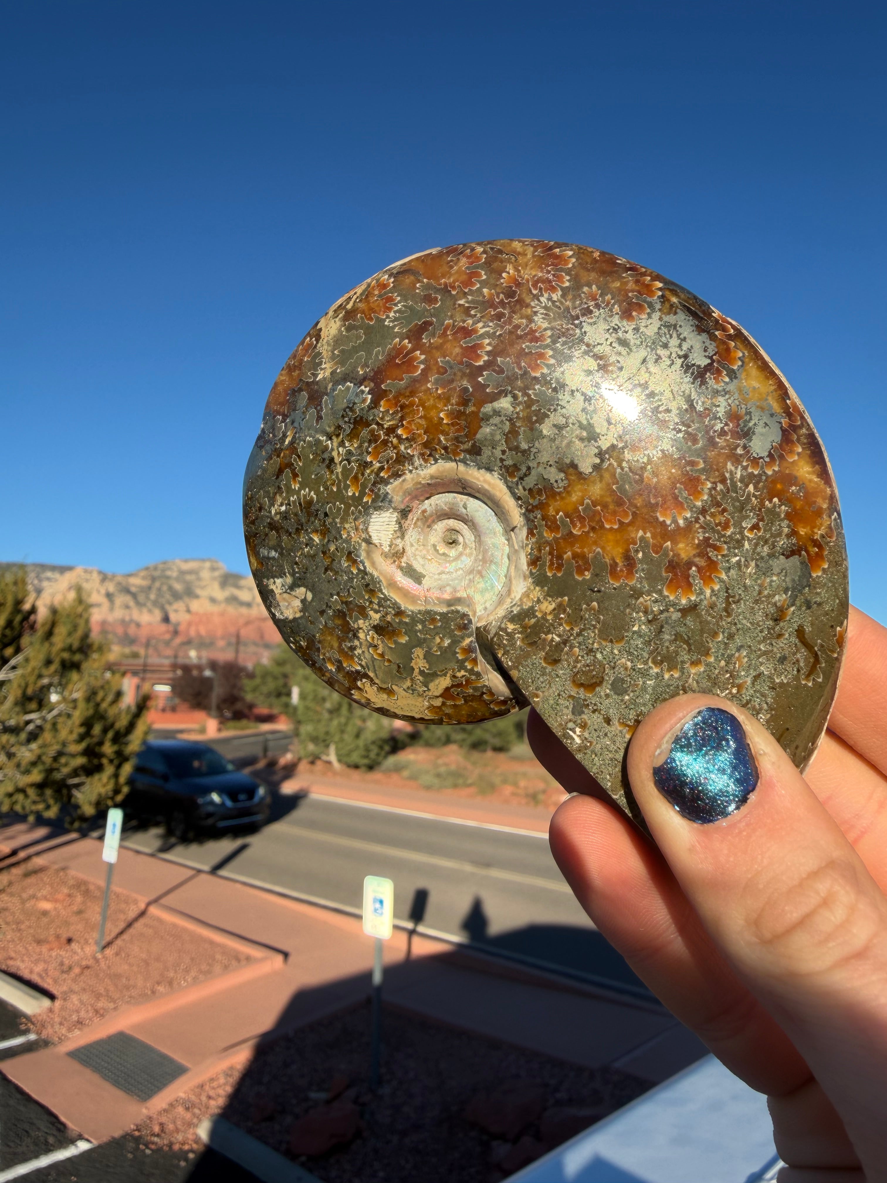 Opalized Ammonite with Pyrite from Madagascar
