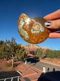 Ammonite with Pyrite from Madagascar