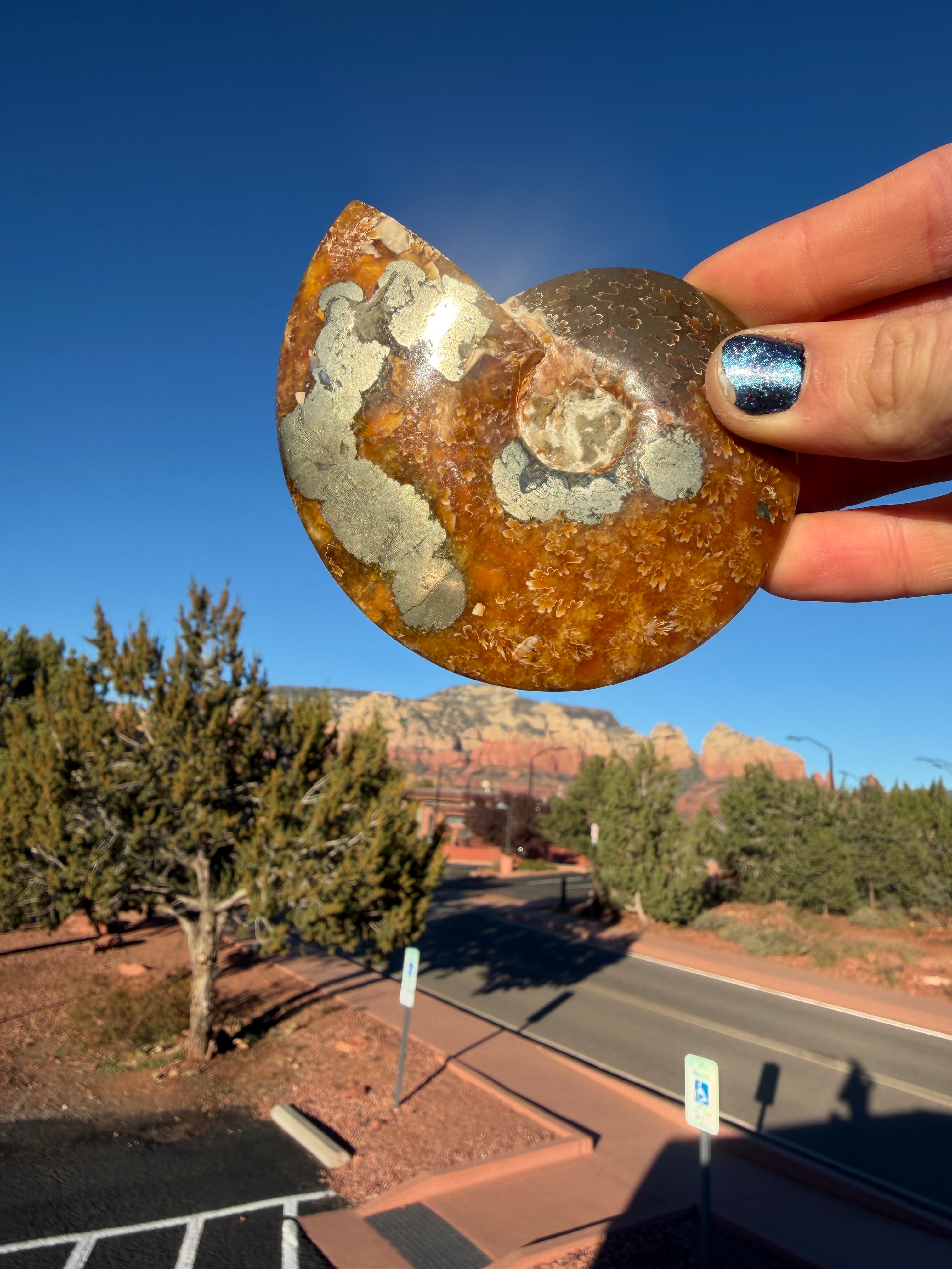 Ammonite with Pyrite from Madagascar